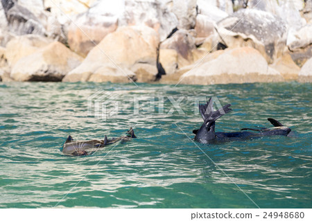 Seals in Abel Tasman National Park 24948680
