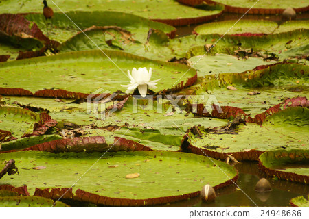 Giant water lily (Vicoria amazonica)  24948686