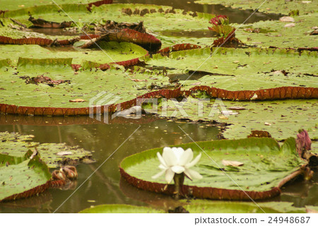 Giant water lily (Vicoria amazonica) Giant water lily (Vicoria amazonica) 24948687