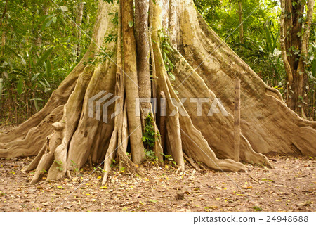 Amazon jungle tree Amazon jungle tree 24948688