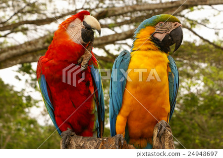 Blue and yellow macaw parrot sitting on hand Blue and yellow macaw parrot sitting on hand 24948697