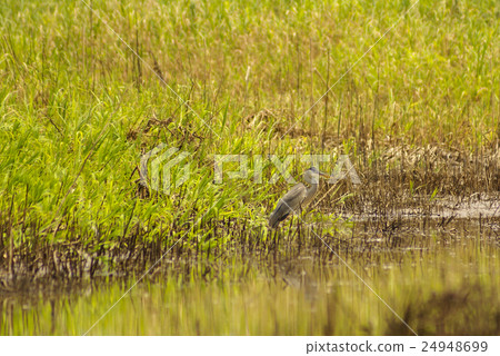 Amazon Riverbank Amazon Riverbank 24948699