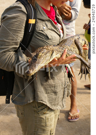 Dwarf Caiman (Palaeosuchus trigonatus) Dwarf Caiman (Palaeosuchus trigonatus) 24948719
