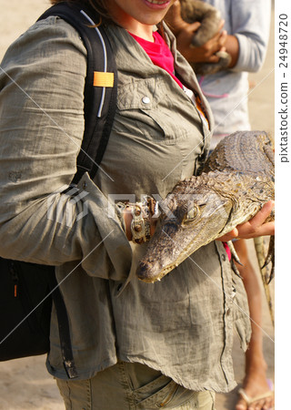 Dwarf Caiman (Palaeosuchus trigonatus) Dwarf Caiman (Palaeosuchus trigonatus) 24948720