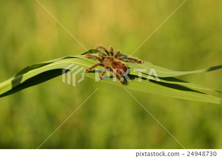 Juvenile Burgundy skeleton tarantula  24948730