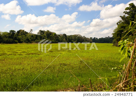 A river and beautiful trees in a rainforest Peru A river and beautiful trees in a rainforest Peru 24948771