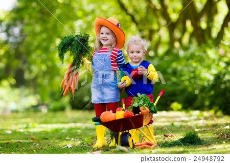 Kids picking vegetables on organic farm 24948792