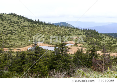 八甲田塔莫漢濕地 24949066