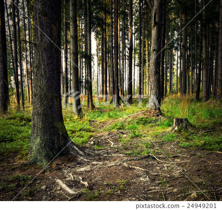 evening spruce forest still life evening spruce forest still life 24949201