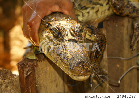 Dwarf Caiman (Palaeosuchus trigonatus) Dwarf Caiman (Palaeosuchus trigonatus) 24949288