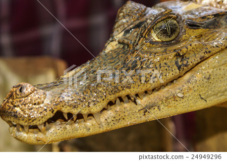 Dwarf Caiman (Palaeosuchus trigonatus)  24949296