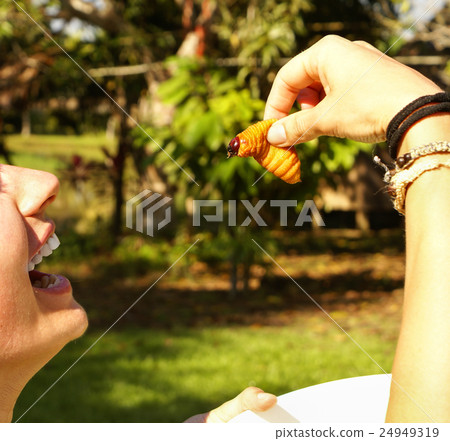 Edible palm weevil larvae (Rhynchophorus phoenicis 24949319