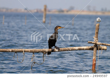 Great black cormorant 24949597