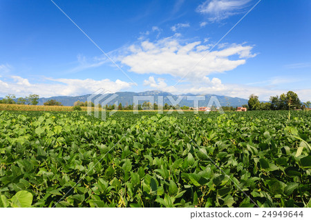 Agriculture, field of soybean 24949644