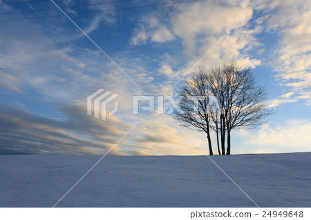 Isolated tree over blue sky. Winter panorama Isolated tree over blue sky. Winter panorama 24949648