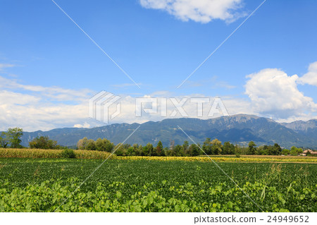 Agriculture, field of soybean 24949652