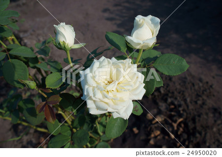 Park rose white flower and buds 24950020