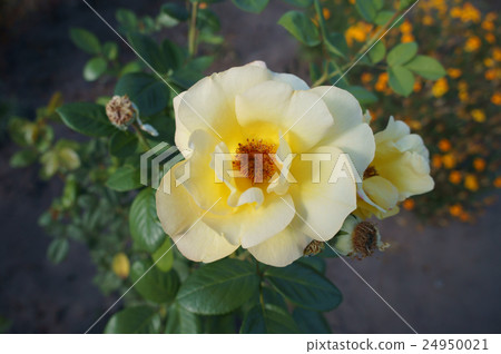 Park rose yellow flower 'Maigold' Park rose yellow flower 'Maigold' 24950021