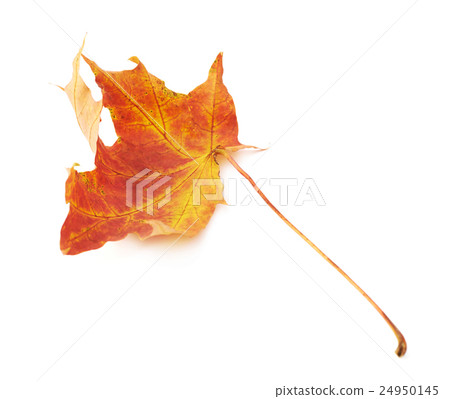 Red autumn maple leaf Red autumn maple leaf 24950145
