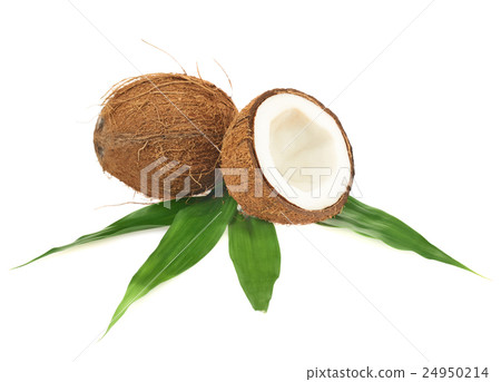 Coconut fruits over the leaves Coconut fruits over the leaves 24950214