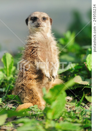 Meerkat Meerkat 24950234
