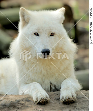 White wolf White wolf 24950235