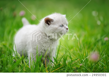 Cute kitten in the green grass Cute kitten in the green grass 24950301