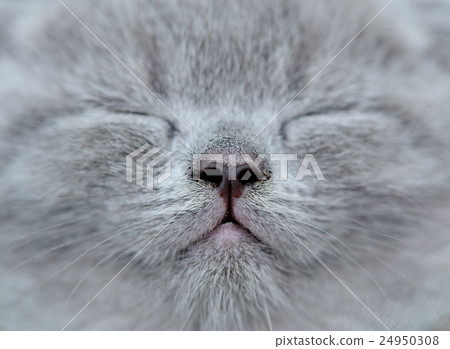 Close gray kitten portrait 24950308