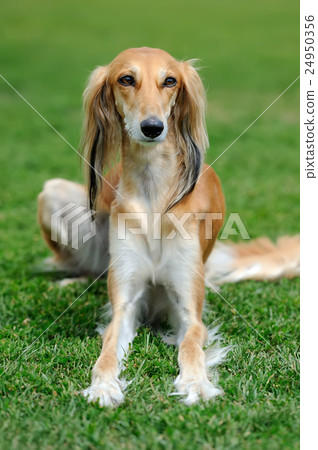 Borzoi dog in grass 24950356