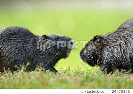 The muskrat (Ondatra zibethicus) 24950396
