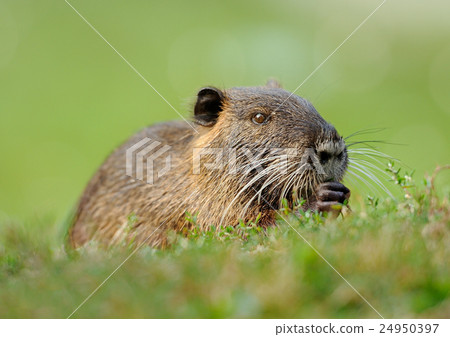The muskrat (Ondatra zibethicus) 24950397