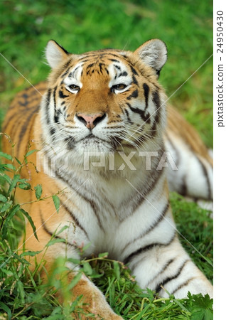 Tiger Tiger 24950430