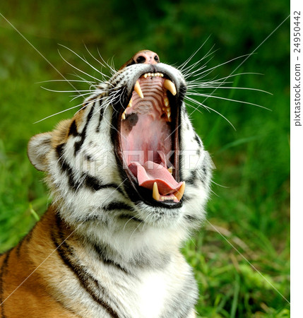 Tiger Tiger 24950442