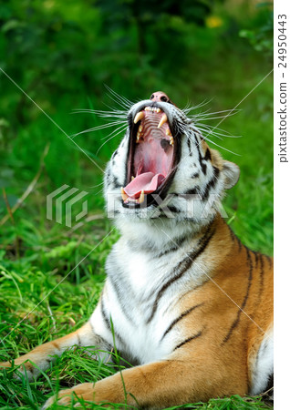 Tiger Tiger 24950443