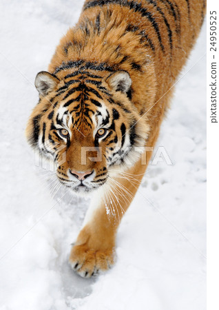 Beautiful wild siberian tiger on snow Beautiful wild siberian tiger on snow 24950525