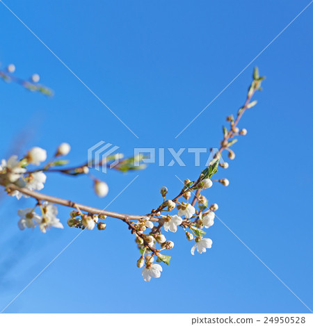 Branch of blossom bird-cherry tree Branch of blossom bird-cherry tree 24950528