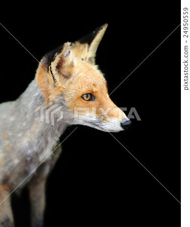 Red fox on dark background Red fox on dark background 24950559