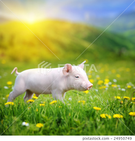 Young pig on a green grass 24950749