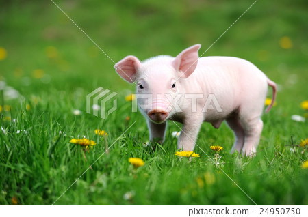 Young pig on a green grass 24950750