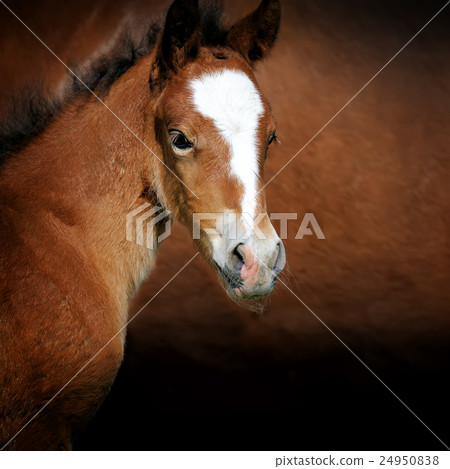 Foal 24950838