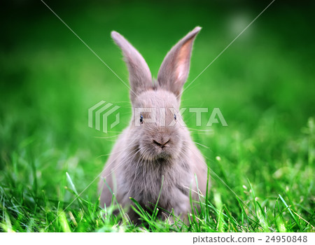 Rabbit in the grass Rabbit in the grass 24950848