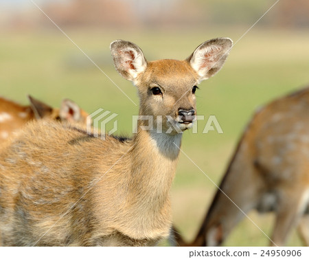 Deer in autumn field Deer in autumn field 24950906