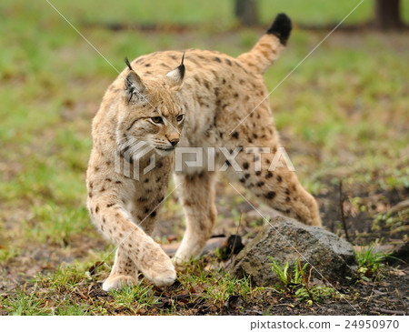 Young lynx 24950970