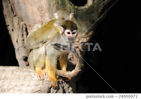 Common Squirrel Monkey 24950971