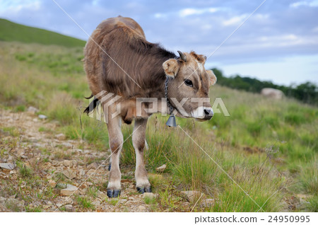 Cow on mountain pasture Cow on mountain pasture 24950995