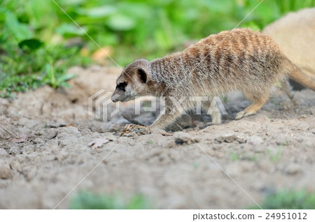 Meerkat 24951012