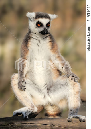 Lemur 24951013