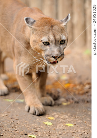Cougar 24951029