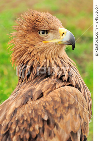 Eagle Eagle 24951057