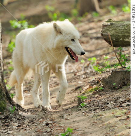 White wolf White wolf 24951058